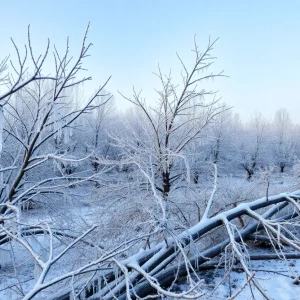Ice storm damage to a Michigan sugar maple farm