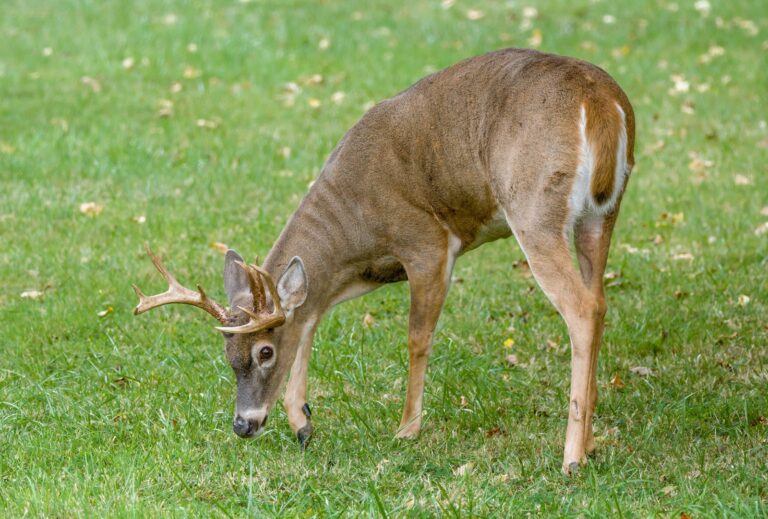 DNR Wants Deer From 5 Counties Tested for CWD